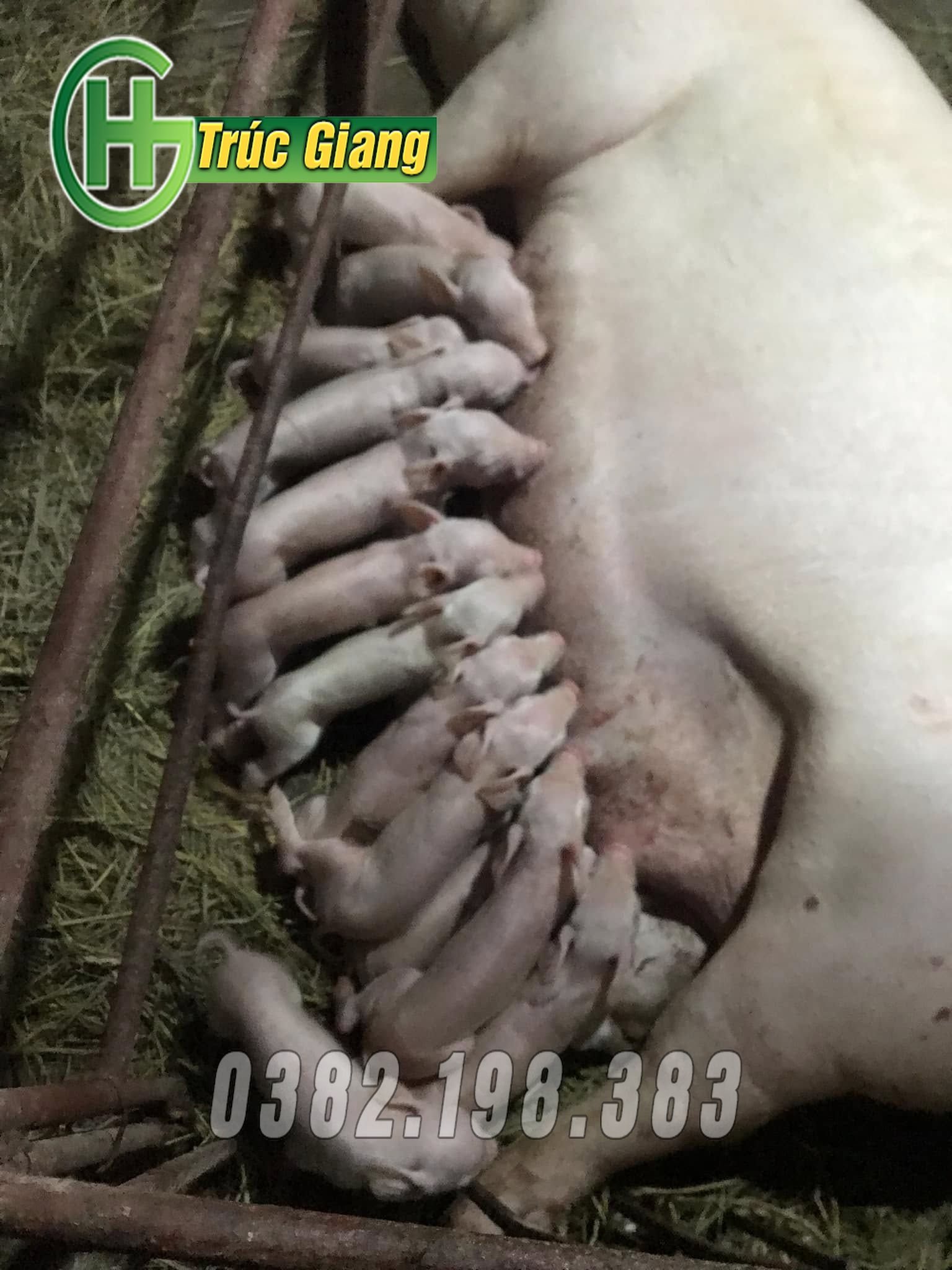 Hình ảnh lợn kèm cũi