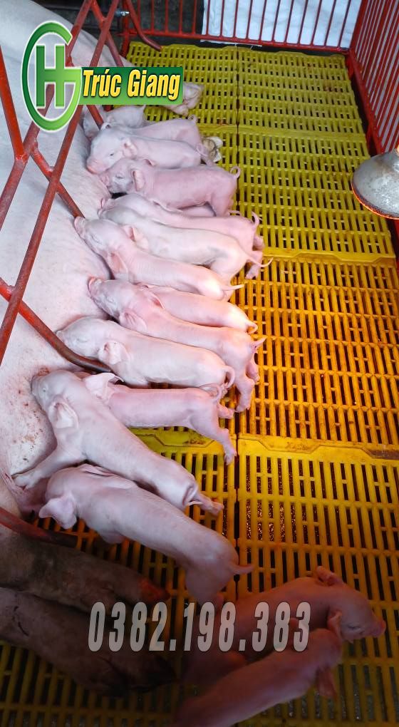 Hình ảnh lợn kèm cũi - Hình ảnh 2
