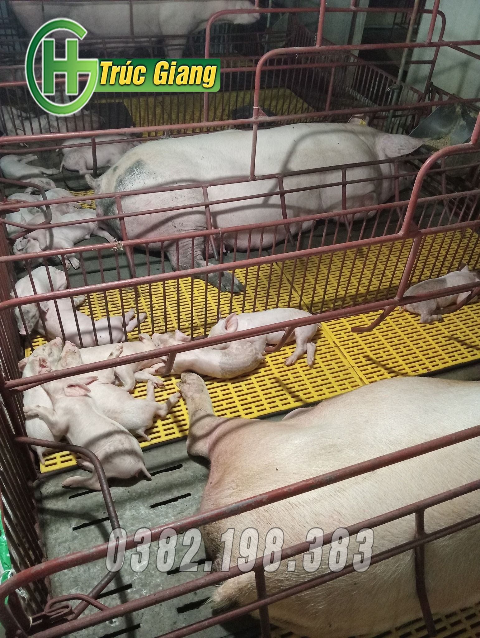 Hình ảnh lợn kèm cũi - Hình ảnh 3
