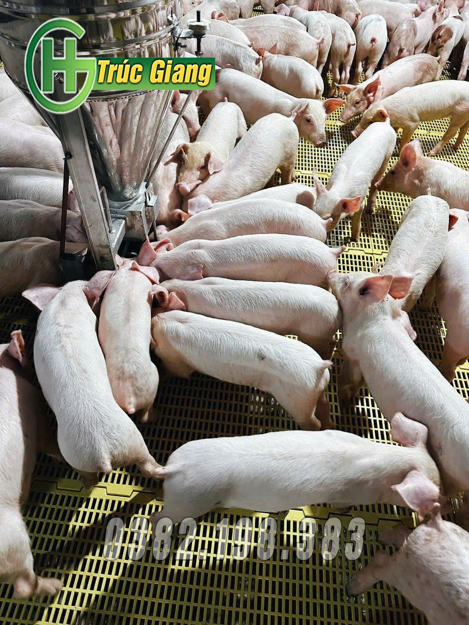 Hình ảnh lợn kèm cũi - Hình ảnh 4