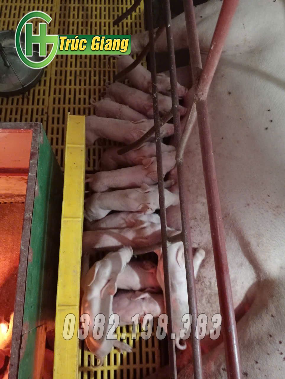 Hình ảnh lợn kèm cũi - Hình ảnh 5
