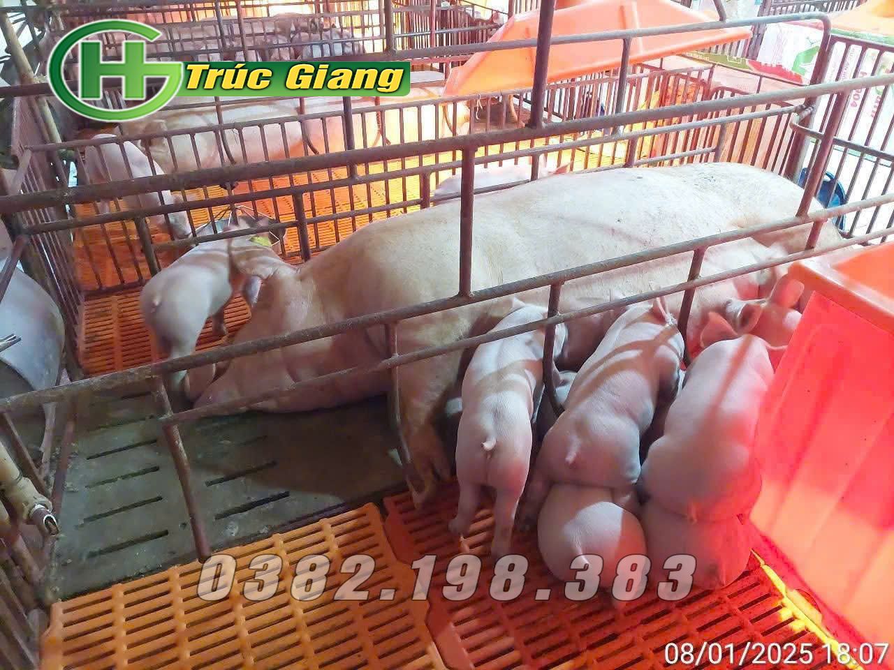 Hình ảnh lợn kèm cũi - Hình ảnh 6