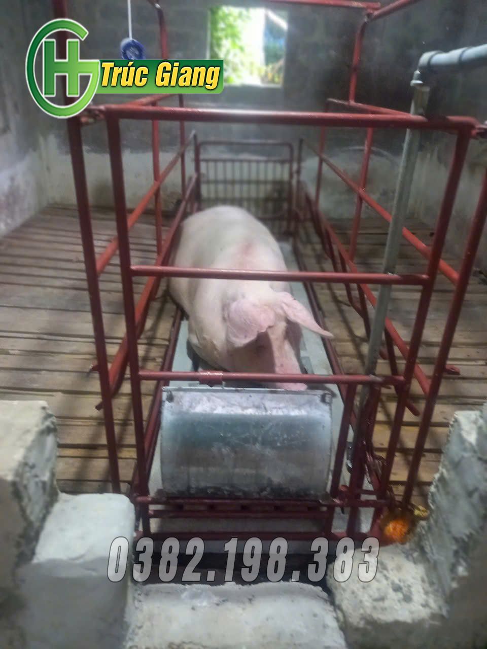 Hình ảnh lợn kèm cũi - Hình ảnh 7