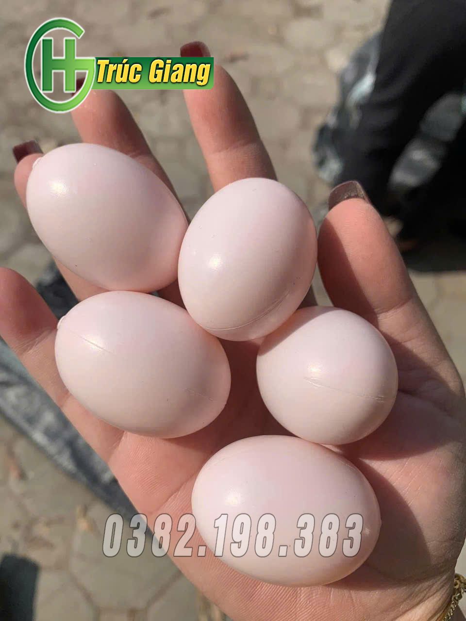 Phụ kiện lồng bồ câu 4