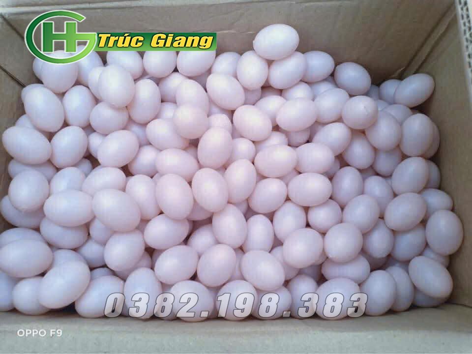 Phụ kiện lồng bồ câu 9