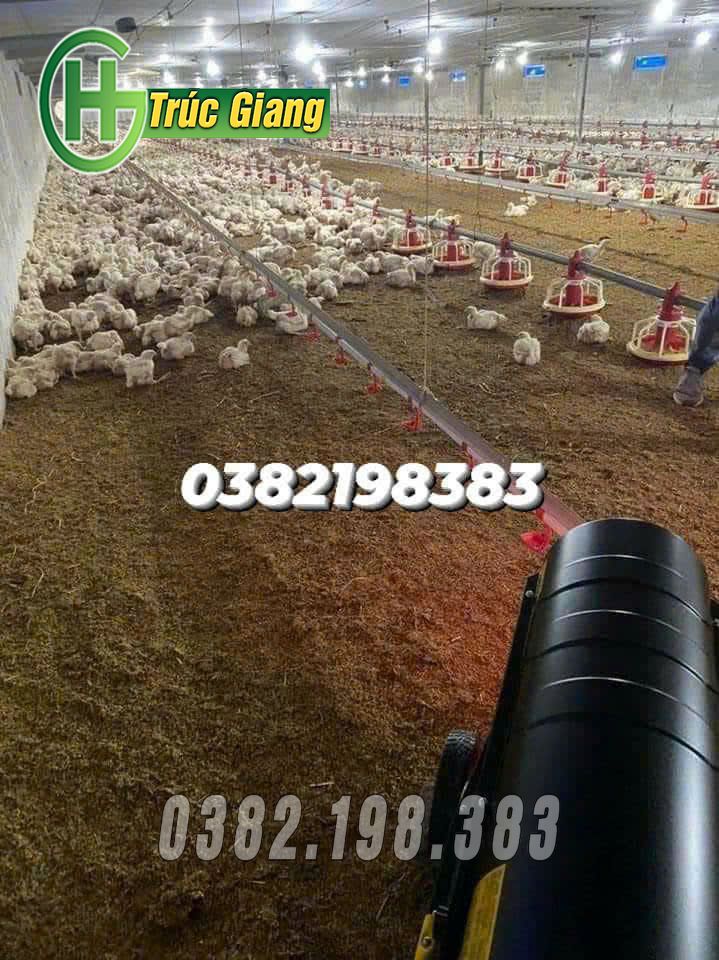 Đường ăn tự động cho gà 8
