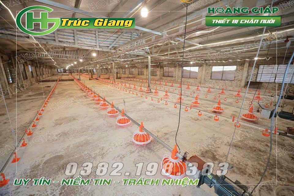 Đường ăn tự động cho gà 9