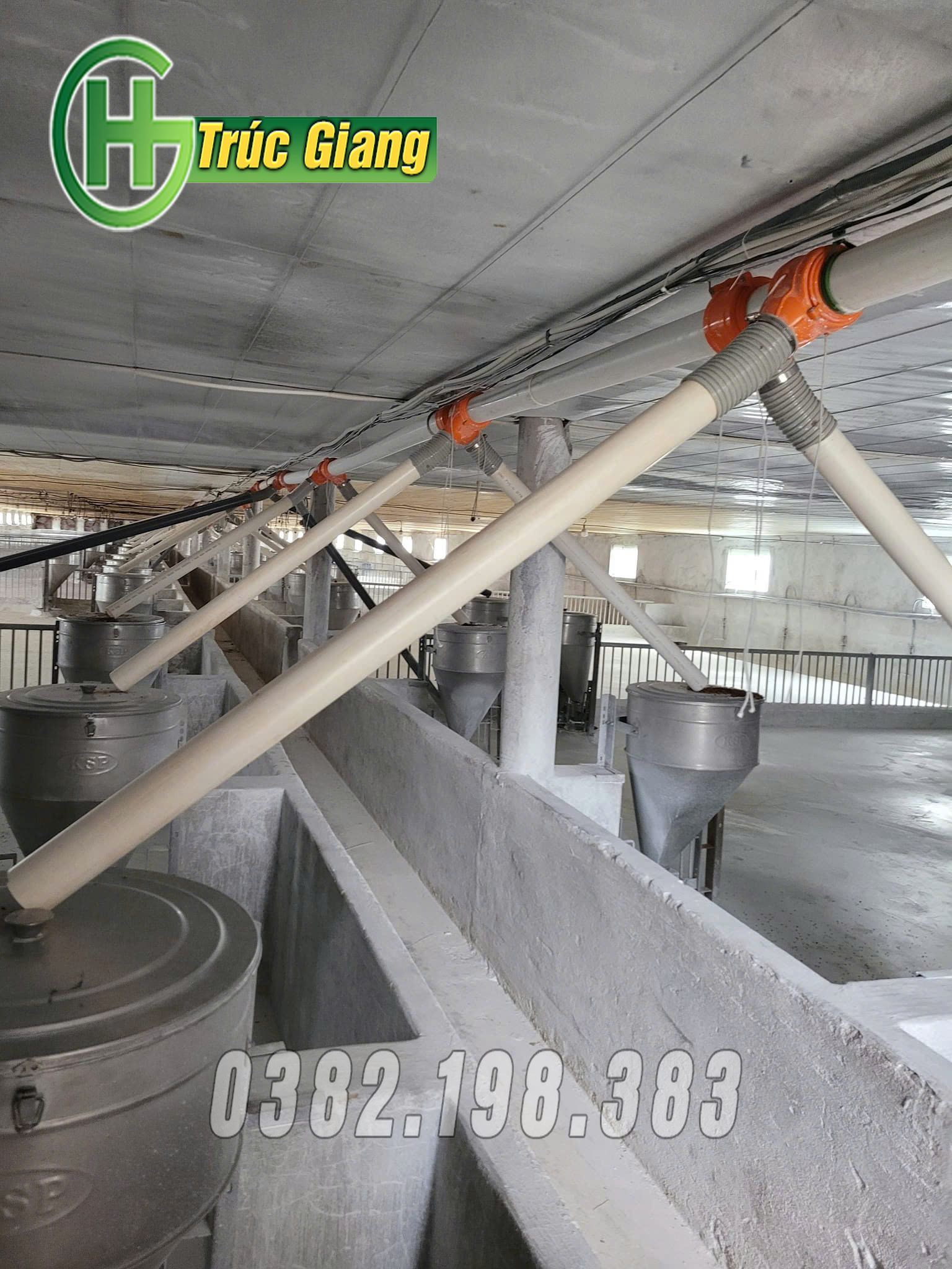 Đường ăn tự động lợn