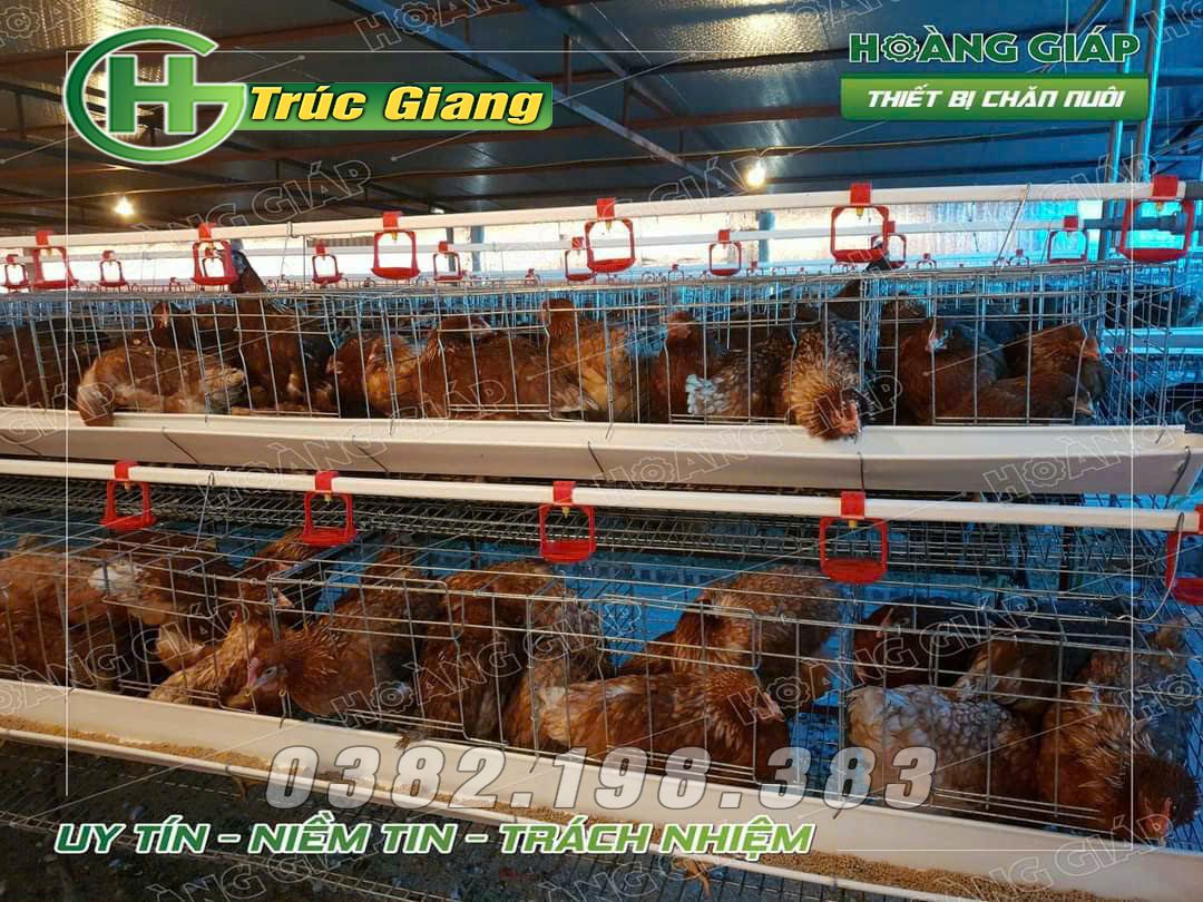 Lồng gà - Hình ảnh 15
