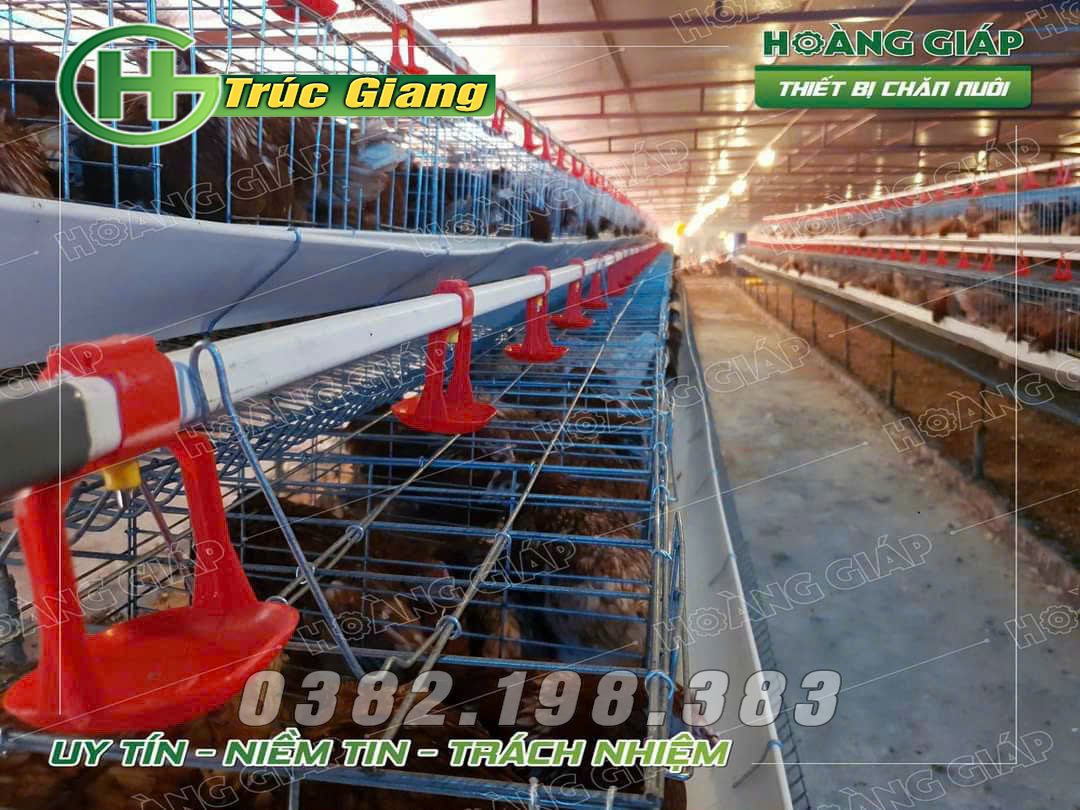 Lồng gà - Hình ảnh 16