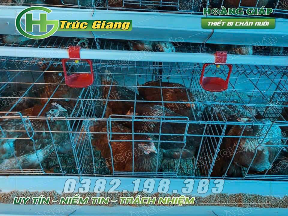 Lồng gà - Hình ảnh 17